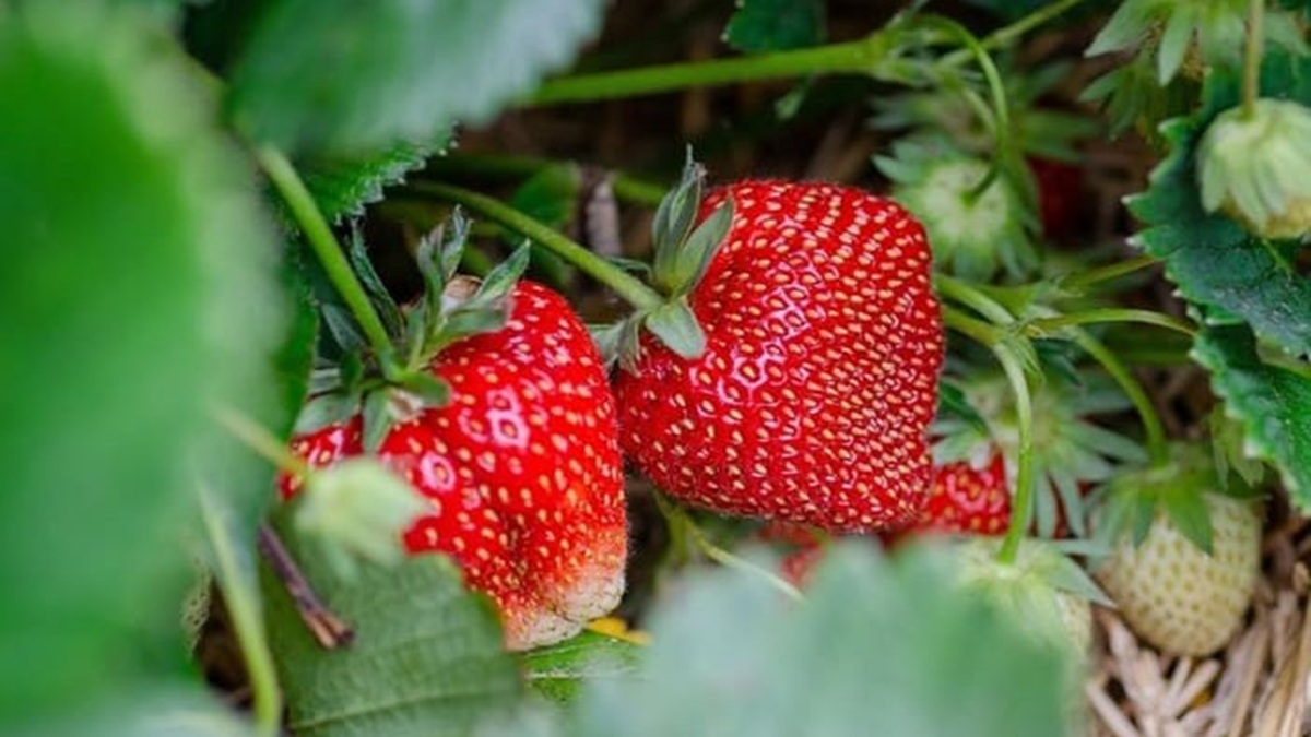 analisis-de-calidad-de-fruto-berries 1.jpg